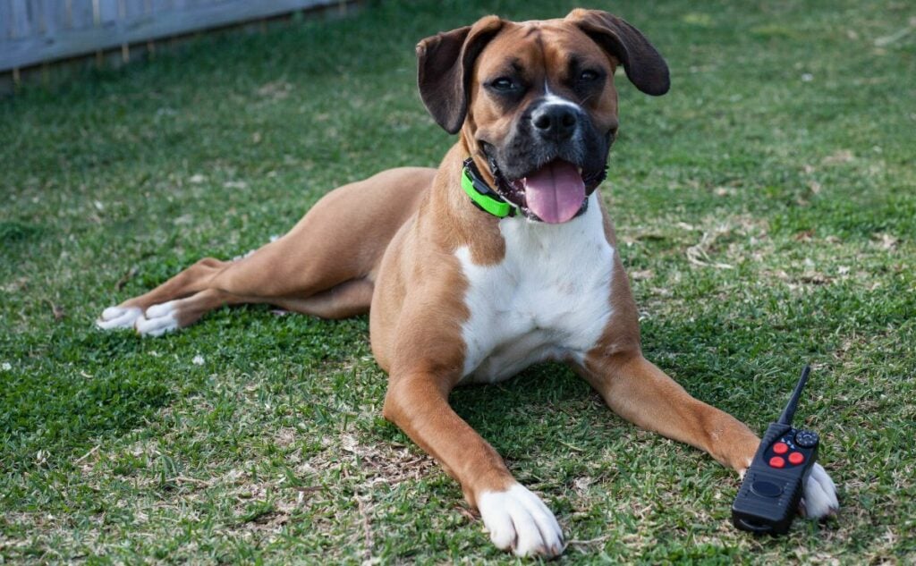 Boxer dog laying in the grass with a training collar on and remote next to paw.