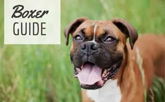 Boxer in grass (Caption: Boxer Guide)