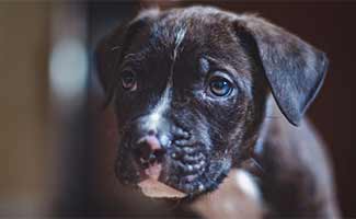 Pitbull Boxer Mix