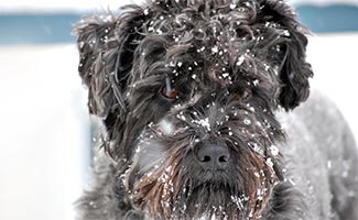 Boxerdoodle in snow