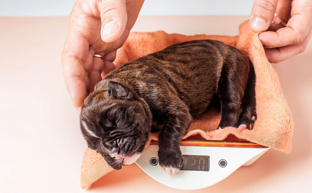 Boxer puppy being weighed on a scale.