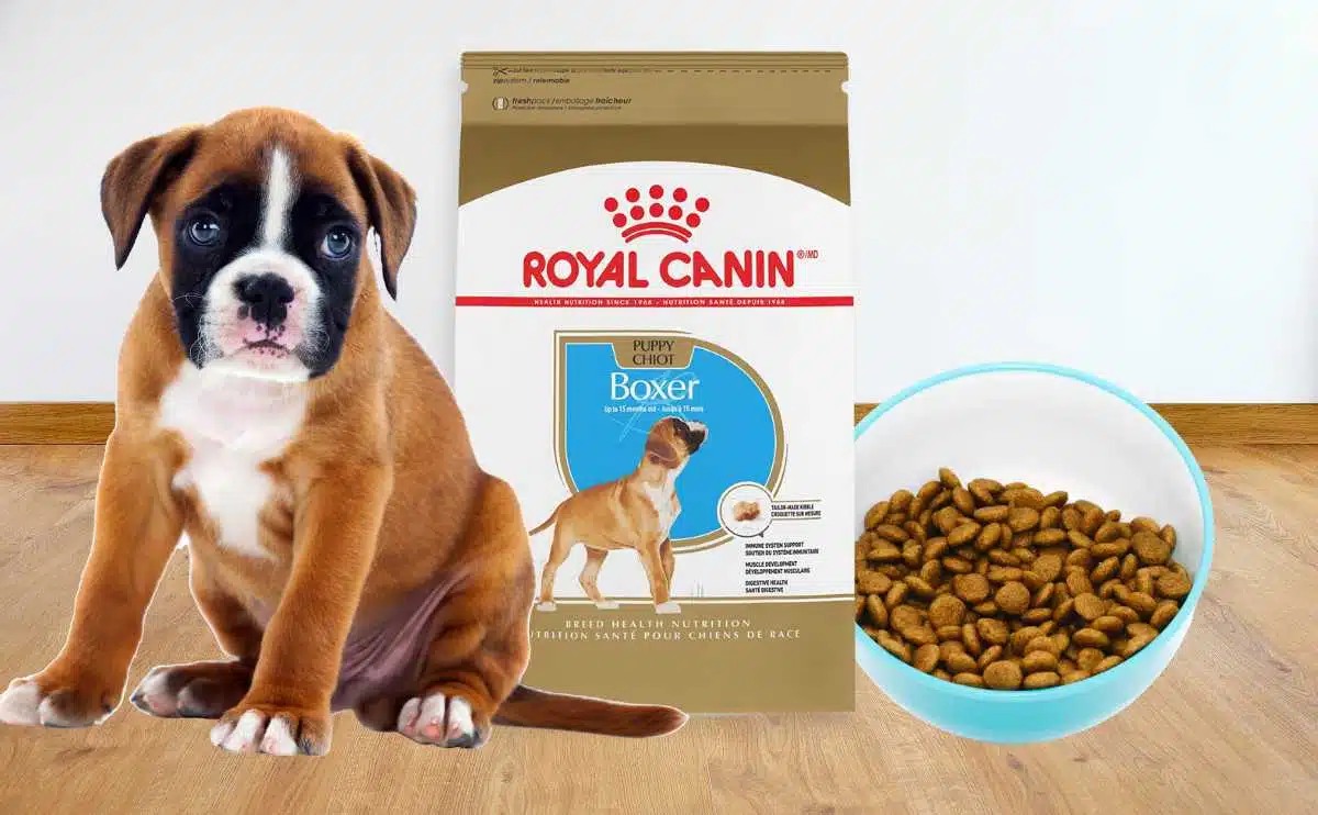 boxer puppy with royal canin dog food bag and bowl of kibble