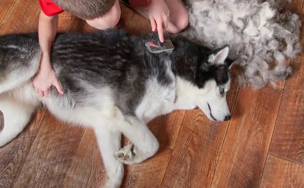 A boy comb wool from black and white husky dog laying next to a bunch combed wool on wooden floor