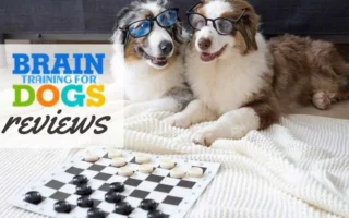 Play Chess Online With Your Pets