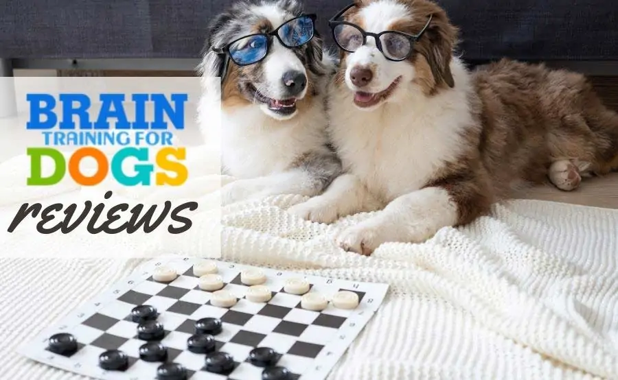 Brain Training For Dogs Reviews – Does it Really Help to Build a Genius Dog?  - IPS Inter Press Service Business