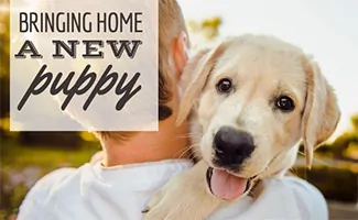 Man carrying a puppy (caption: Bringing Home A New Puppy)