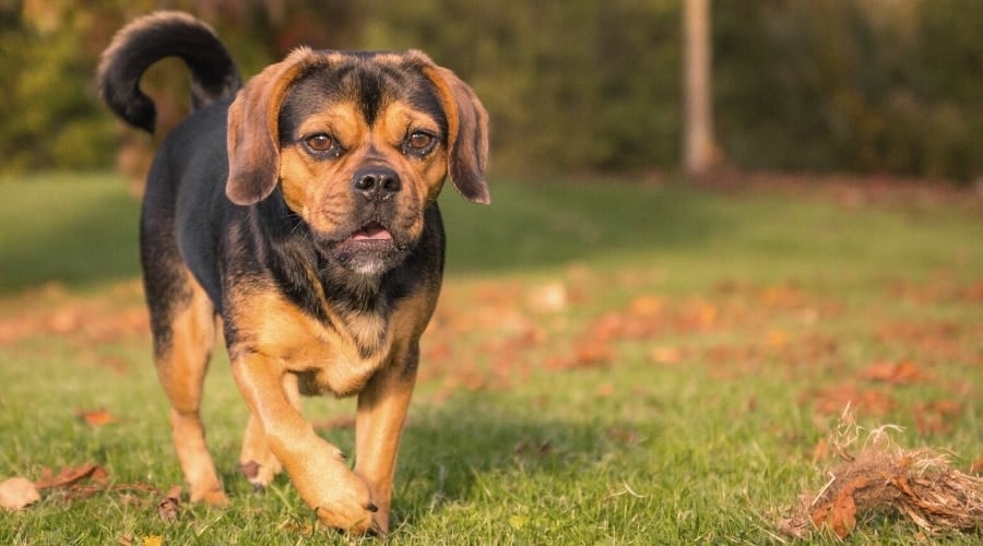 brown and tan mixed dog walking on grass