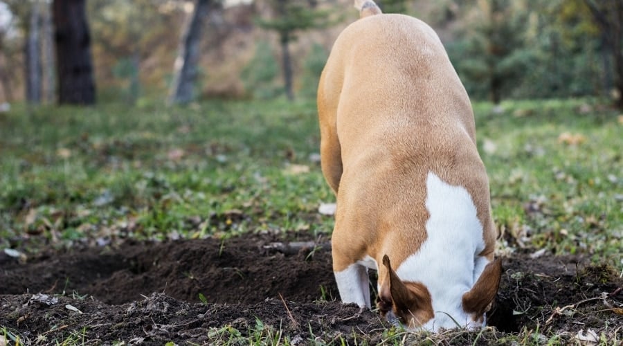 Brown and White Dog With Head in Hole