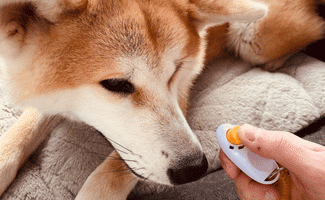 Introducing a Clicker obedience training to a dog laying on the ground