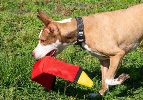 Brown dog playing with Zippy Paws Firehose Blaster dog toy