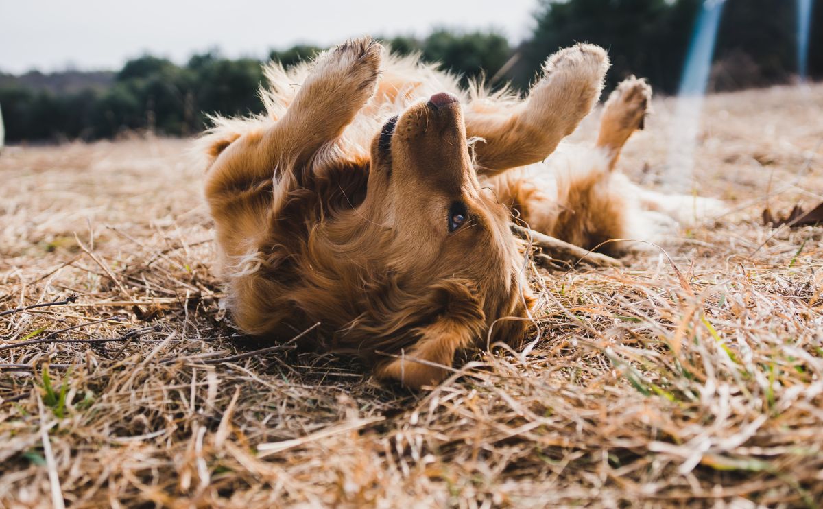 brown dog rolling in hay