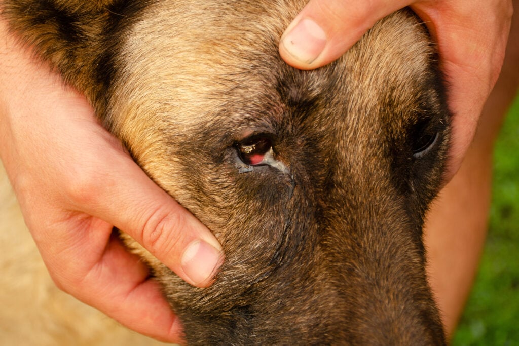 Conjunctivitis of the dog's eye with white discharge.