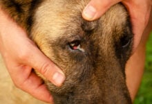 Conjunctivitis of the dog's eye with white discharge. Medical care for pets.