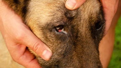Conjunctivitis of the dog's eye with white discharge. Medical care for pets.