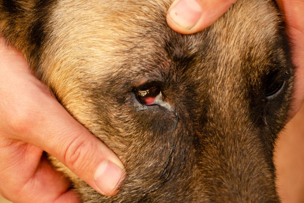 Conjunctivitis of the dog's eye with white discharge. Medical care for pets.