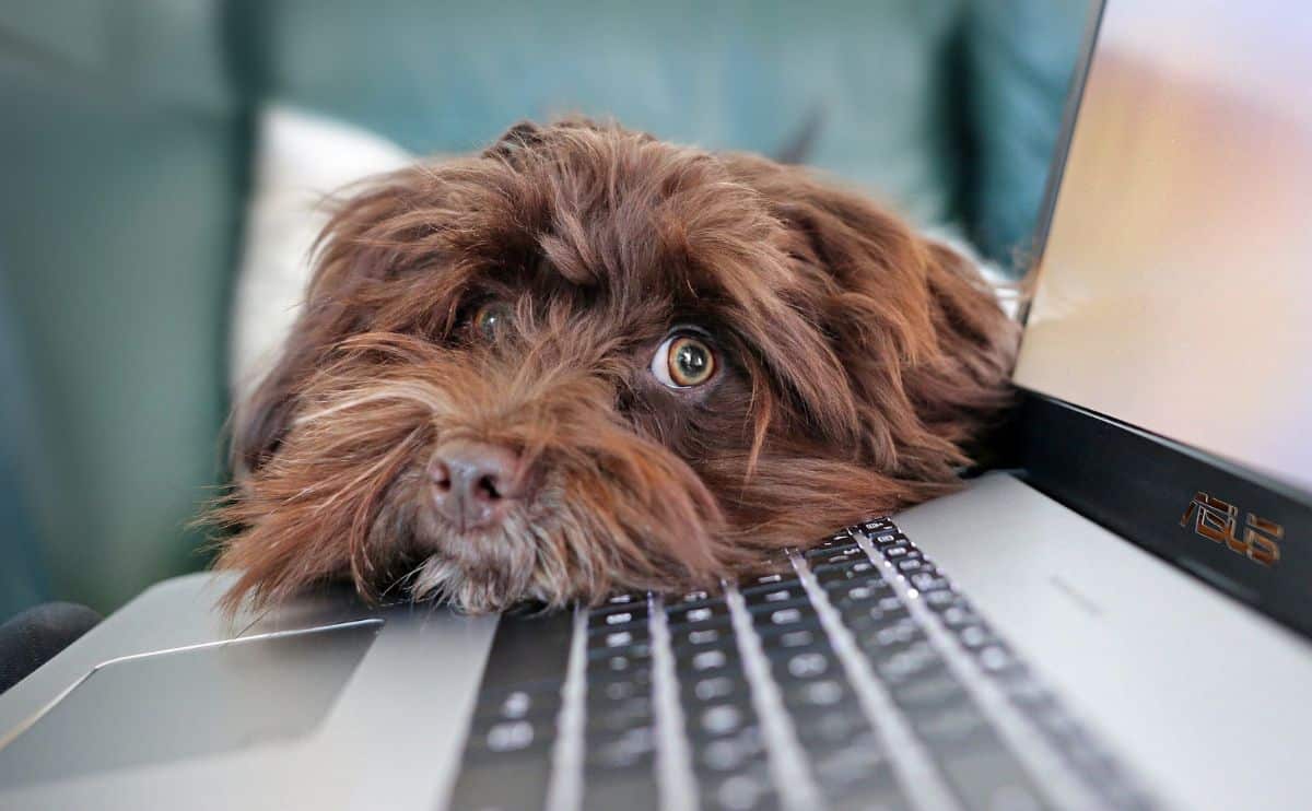 Brown fluffy dog with face on a laptop keyboard.