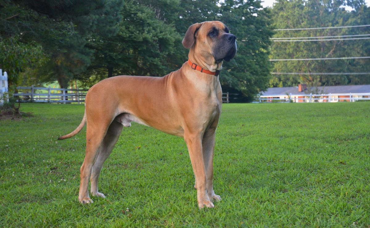 Brown Great Dane standing outside in grass.