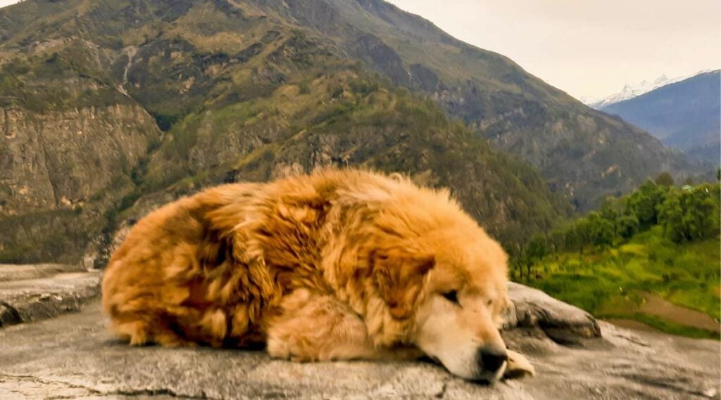 Brown mixed breed dog on the mountain edge waiting for sunrise.