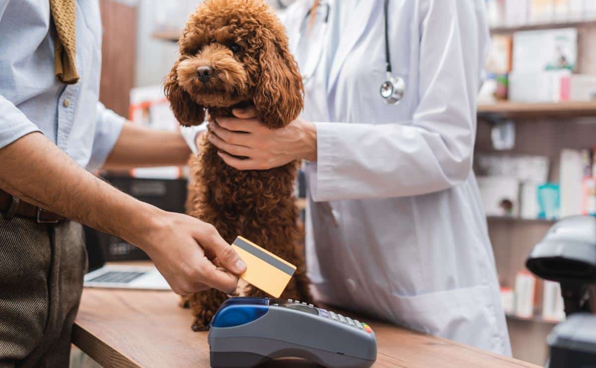 A brown poodle at vet sitting on exams table with doctor holding dog and owner getting ready to pay with credit card machine