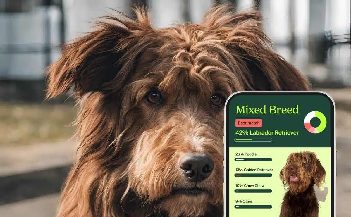 brown shaggy dog with Know Your Pet DNA By Ancestry results on app