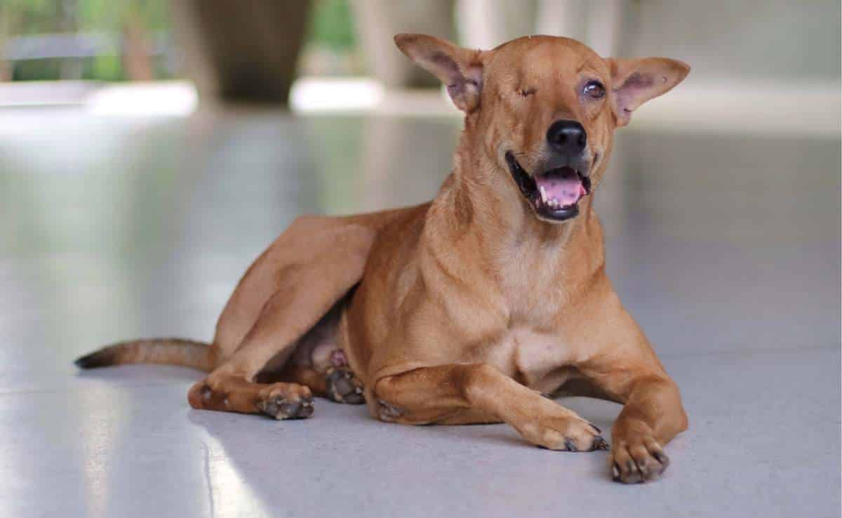 Brown stray dog with one eye