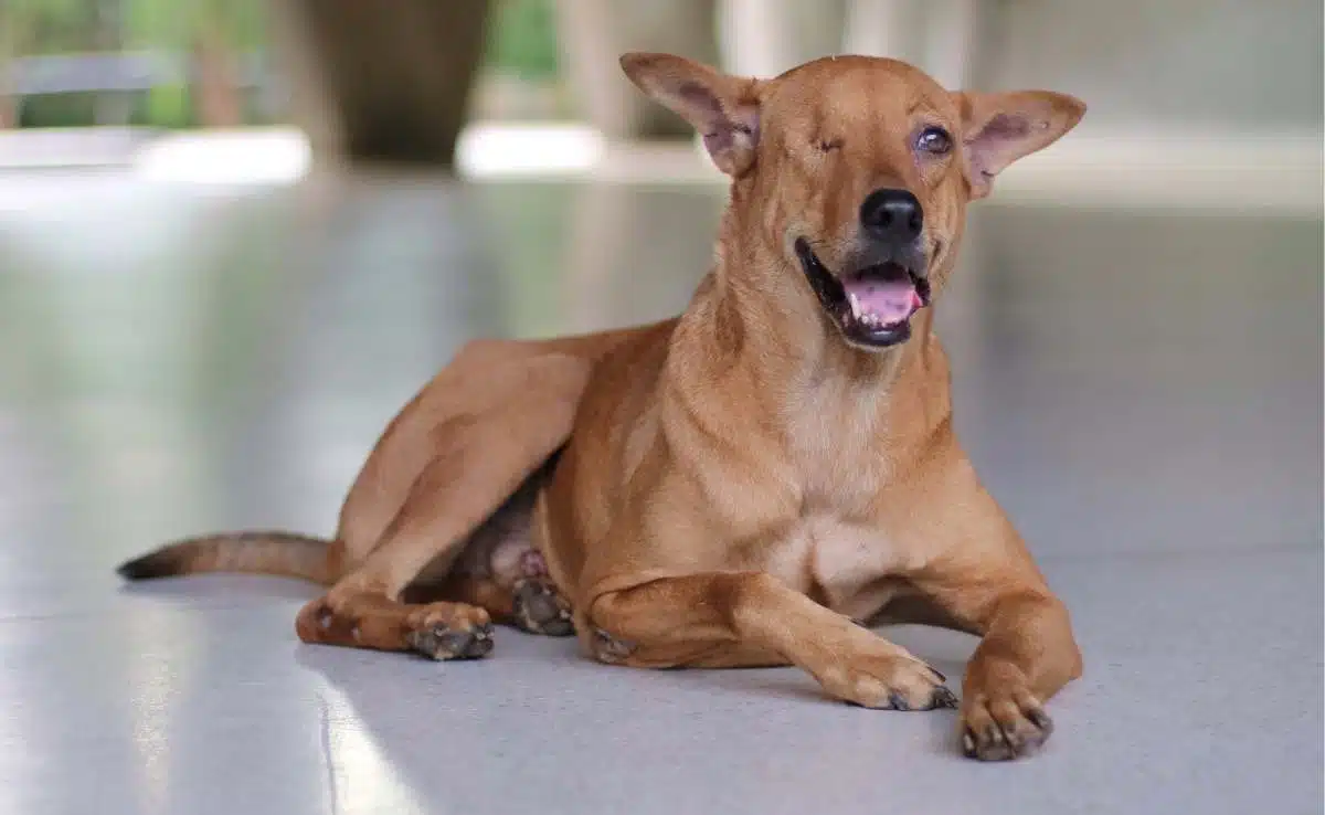 Bruine zwerfhond met één oog