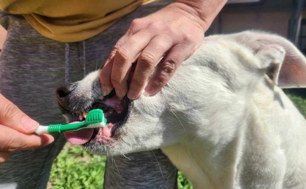 Brushing a dogs teeth.