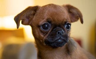 Brussels Griffon