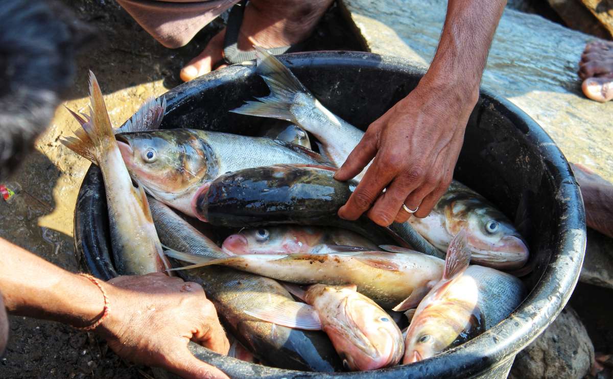 A bucket of fresh caught silver carp with people's hands.