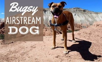 Bugsy Airstream Dog Bugsy on top of mountain (caption: Bugsy Airstream Dog)