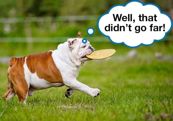 Bulldog carrying heavy duty frisbee in mouth at dog park.