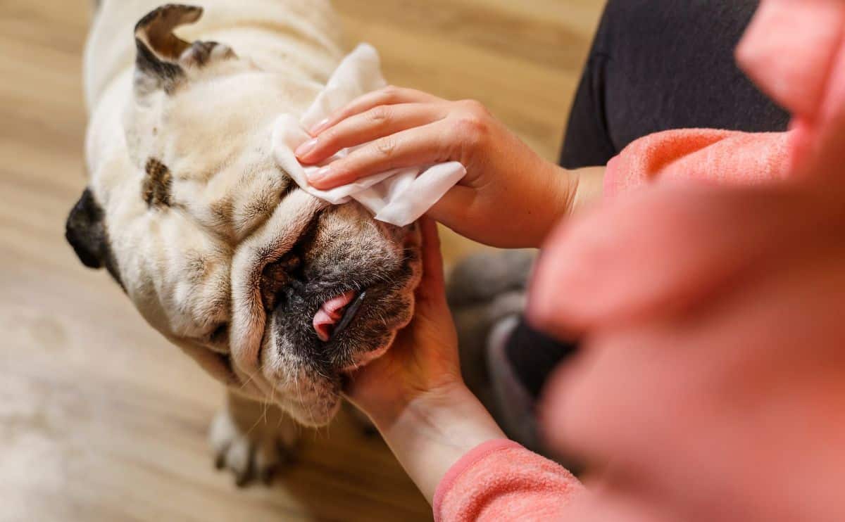 bulldog getting face wiped by a person overhead shot