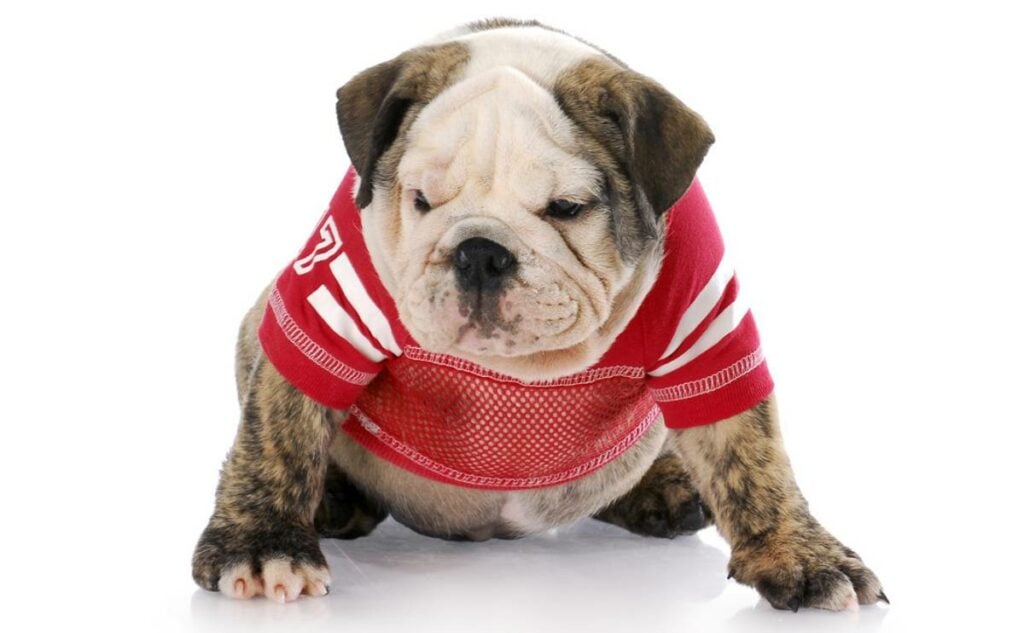 Bulldog in a red jersey.