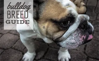 Bulldog on pavers outside (Caption: Bulldog Breed Guide)