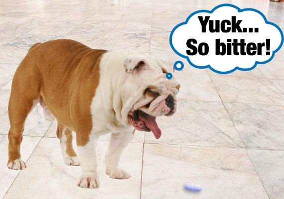 Bulldog spitting out bitter medicine tablet on kitchen floor.