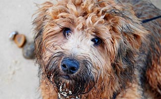 Cairnoodle with snow on snout