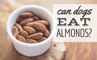 Dish of plain almonds (caption: Can Dogs Eat Almonds)
