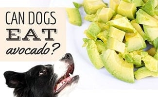 Dog with plate of sliced Avocado (caption: Can Dogs Eat Avocado)