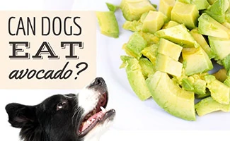 Dog with plate of sliced Avocado (caption: Can Dogs Eat Avocado)