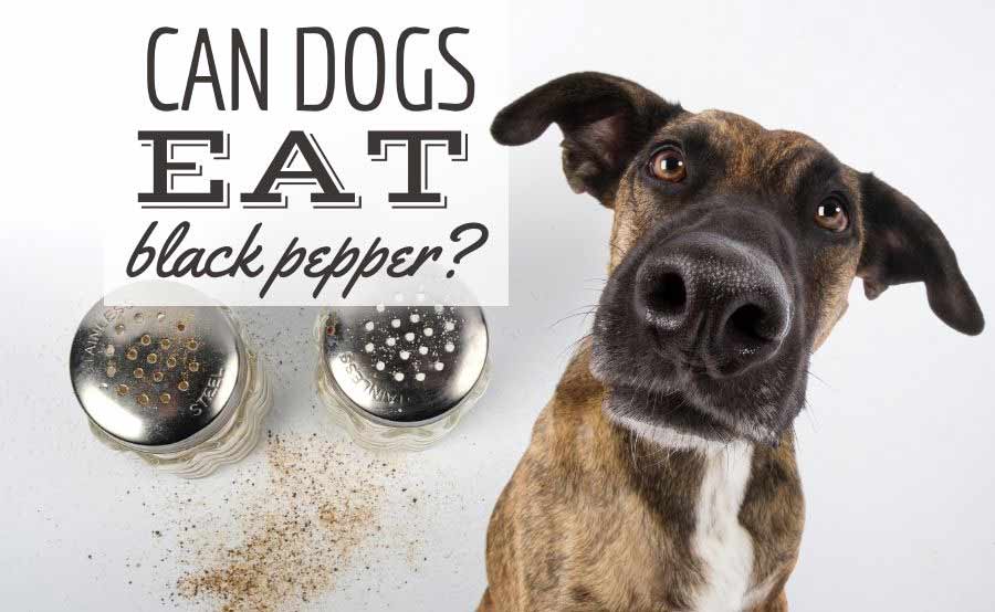 Dog sitting next to salt & pepper shakers (Caption: Can Dogs Eat Black Pepper?)