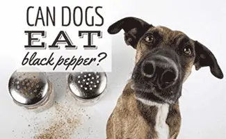 Can Dogs Eat Black Pepper? Is Pepper Bad For Dogs? Can Dogs Eat Black Pepper? Is Pepper Bad For Dogs?
