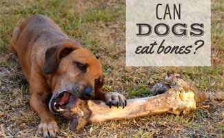 Can Dogs Eat Bones? Dog eating bone (Caption: Can Dogs Eat Bones?)