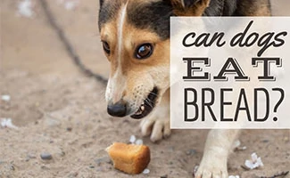 bad food for pups is sourdough bread bad for dogs