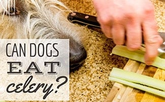 Dog next to woman chopping celery (caption: Can Dogs Eat Celery?)