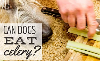 Dog beside person cutting celery (Caption: Can Dogs Eat Celery?)