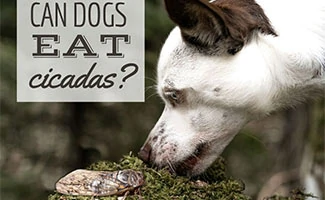 Dog sniffing Cicada (Caption: Can Dogs Eat Cicadas?)