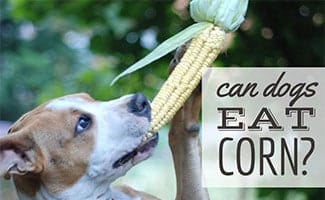 is sweet corn good for dogs