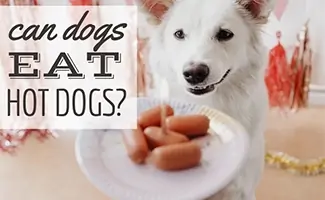 White dog looking at cut up hot dog on plate (Caption: Can Dogs Eat Hot Dogs?)