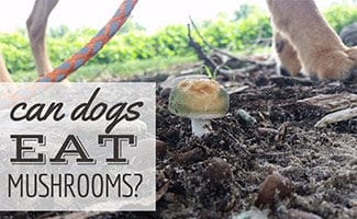 Dog walking through nature with mushroom growing in ground (caption: Can Dogs Eat Mushrooms?)