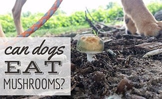 Dog walking through nature with mushroom growing in ground (caption: Can Dogs Eat Mushrooms?)